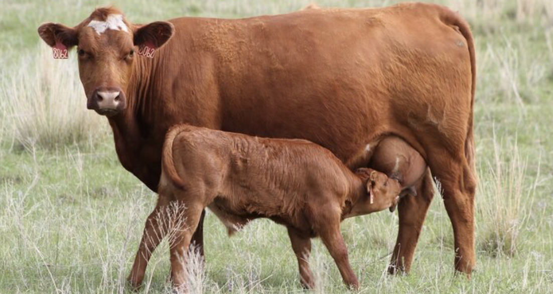 Picture for category Udder